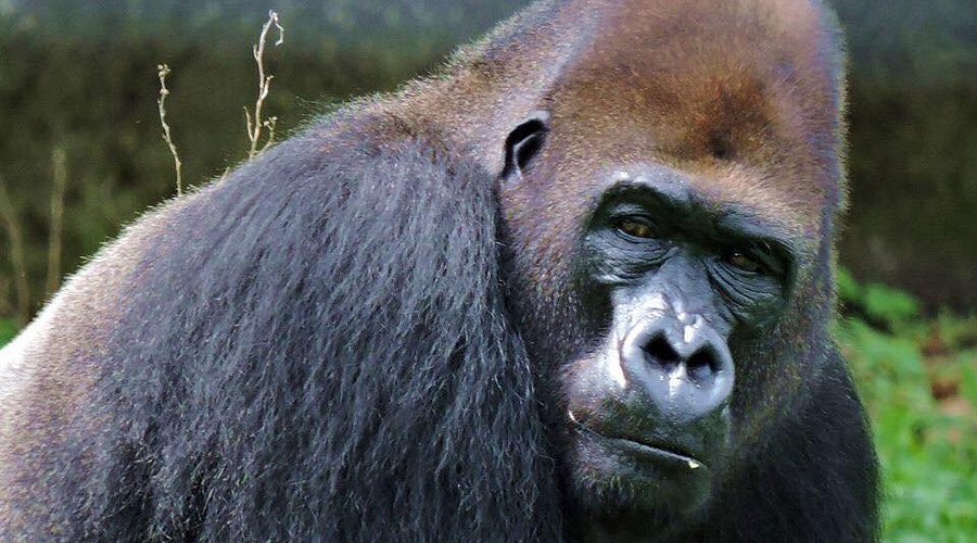 Gorille de la Faune de Limbe